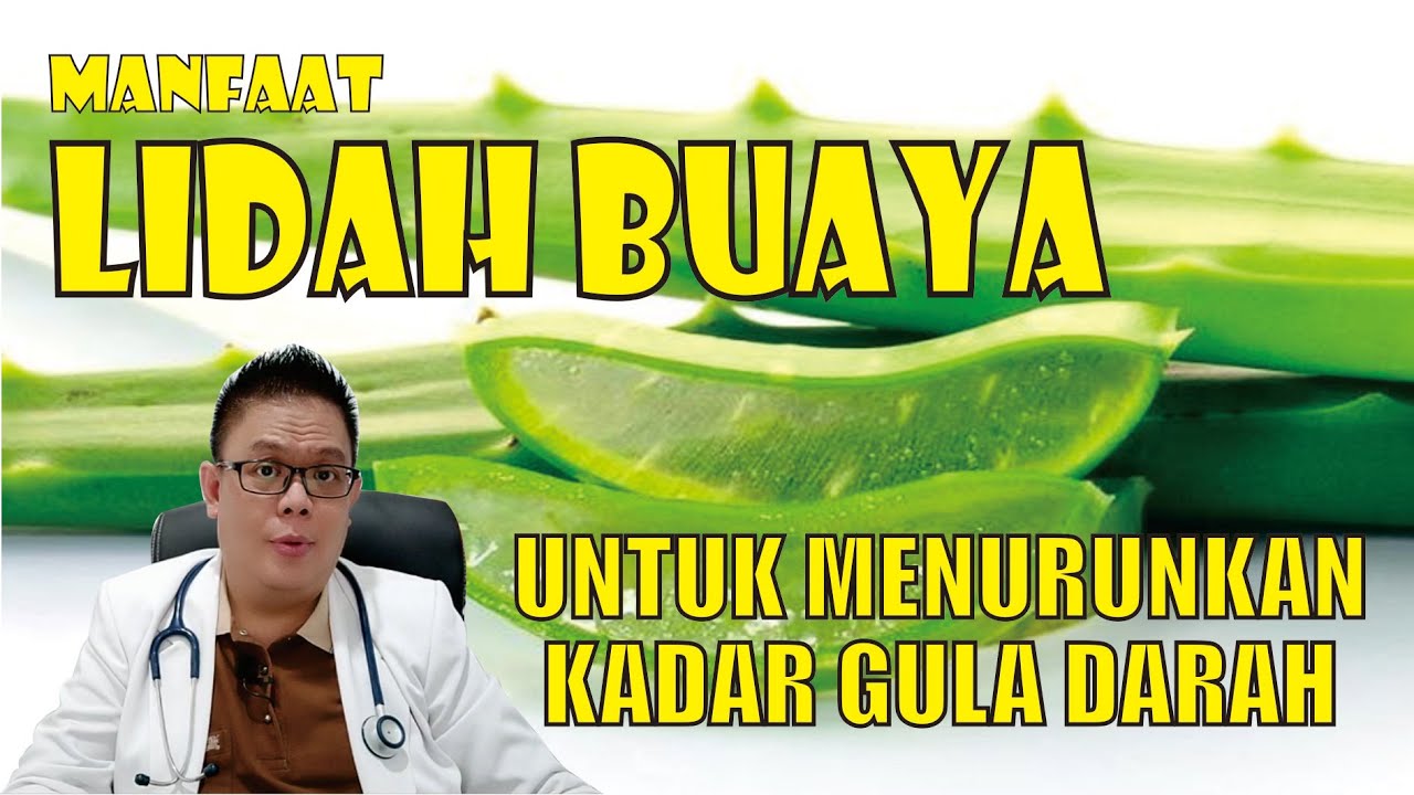 MANFAAT LIDAH BUAYA DALAM MENURUNKAN KADAR GULA DARAH DAN CARA MENGOLAHNYA