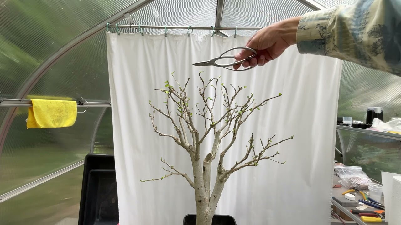 Continue pruning my Rose of Sharon.  26-Jun-2023