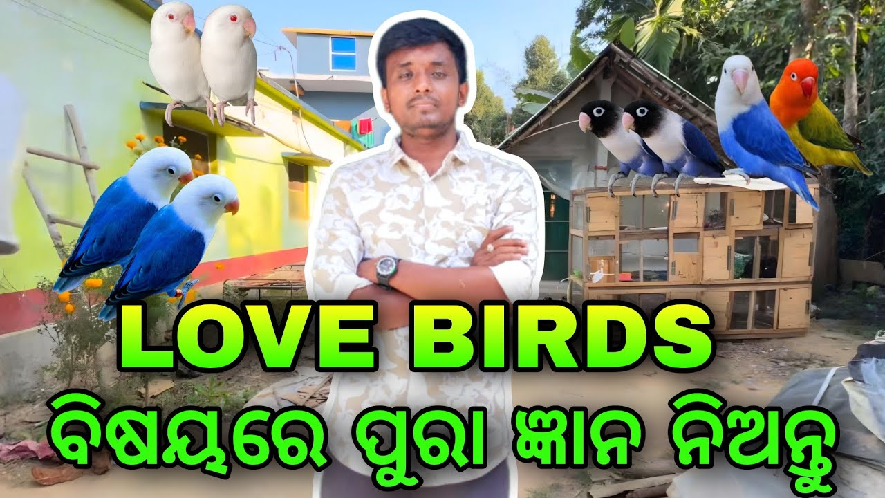 Love Birds ବିଷୟରେ ଏମିତି କଥା ଶୁଣି ନଥିବେ 🤔