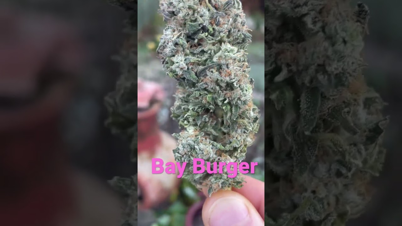 Bay Burger Delicious Seeds
