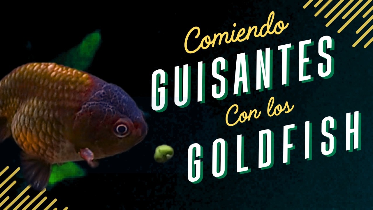 💚🌿Alimento natural para los Goldfish  #goldfishaquarium #acuarofilia #orandagoldfish #ranchu