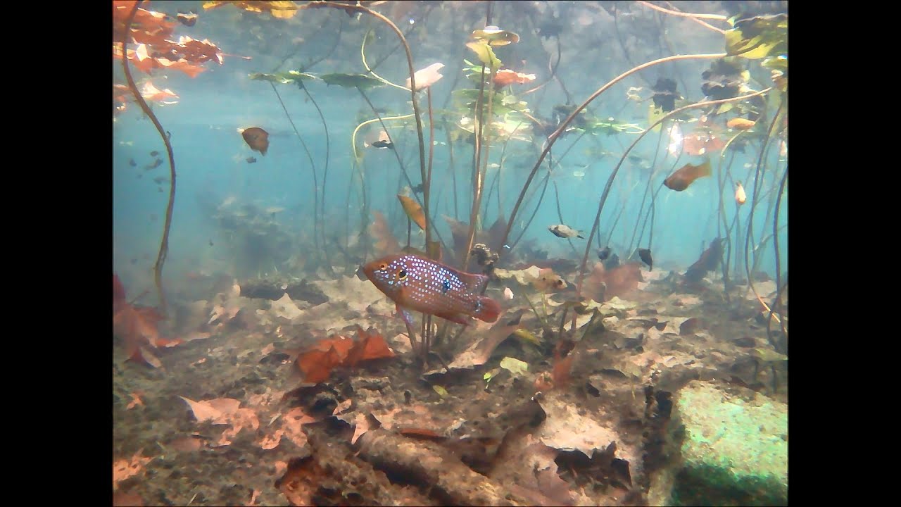 Városi tó halakkal - City lake with fish