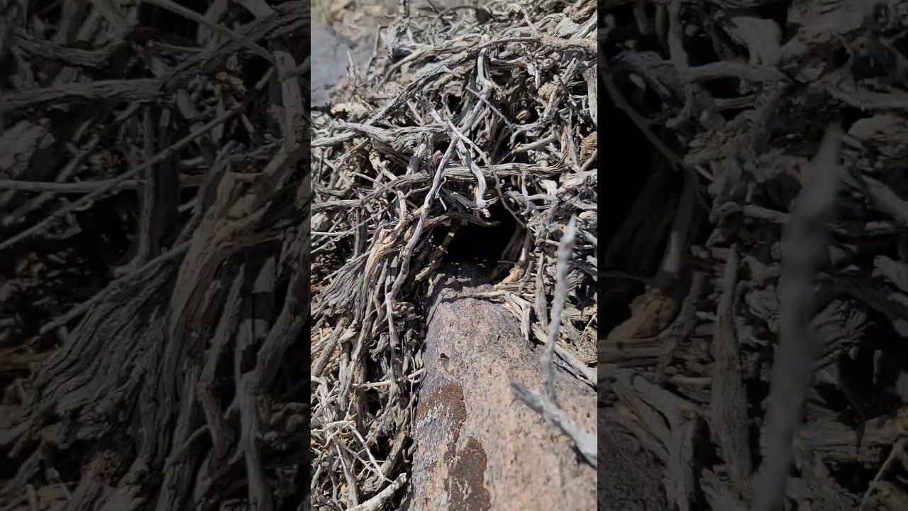 06-08-2023, Hidden Burrows