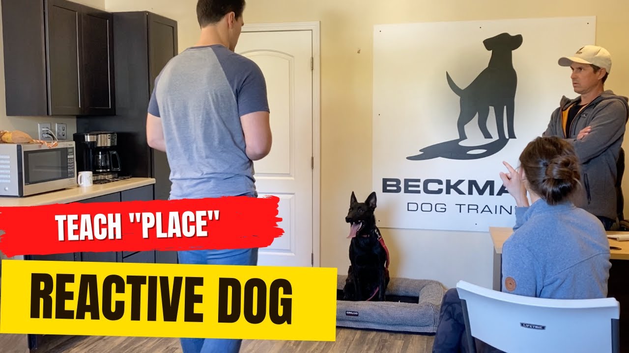 Dutch Shepherd reactive to people coming over, learns 