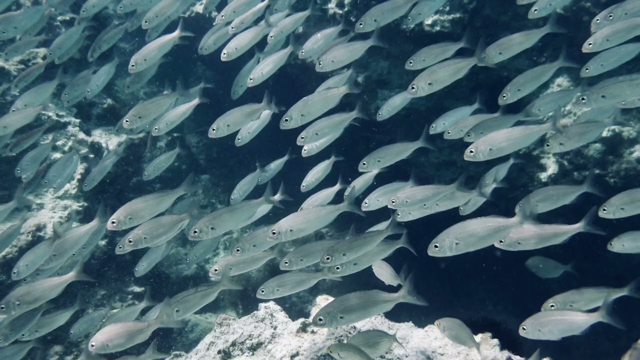 Foto scattate in apnea nel mare della costa salentina di Taranto 