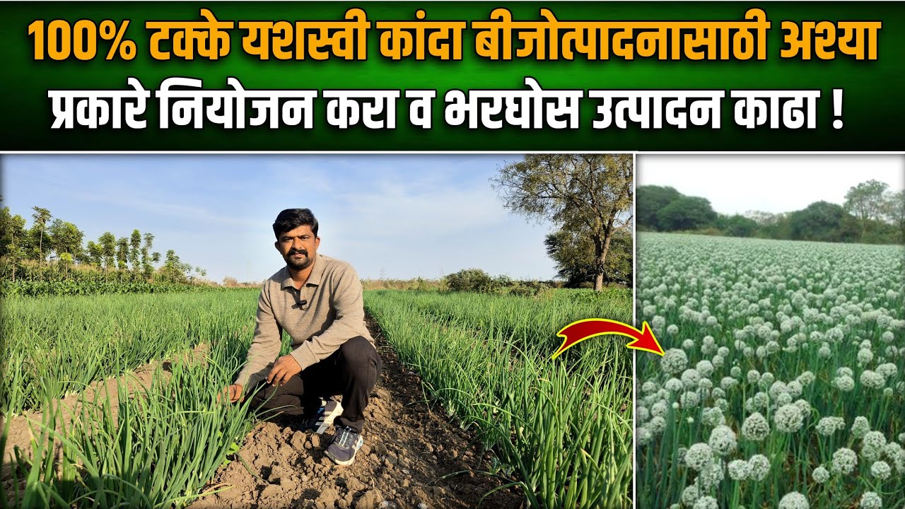 100% टक्के यशस्वी कांदा बीजोत्पादनासाठी अश्या प्रकारे नियोजन करा व भरघोस उत्पादन काढा !