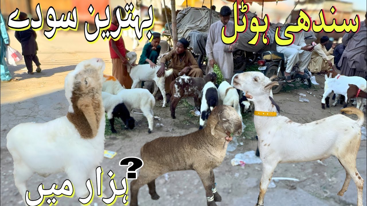 Sindhi Hotel Bakra Mandi Latest Update | 6 -  March  - 2026 | Bakra Mandi Karachi2025 |Bakra Mandi