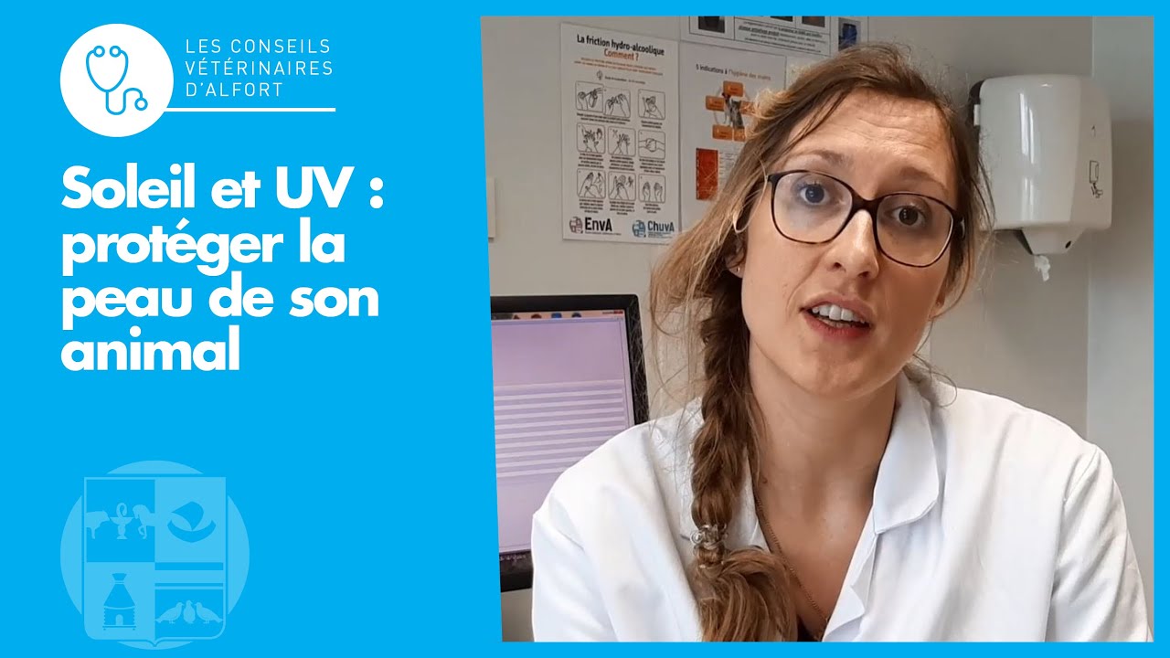 Soleil et UV : prot&eacute;ger la peau de son animal