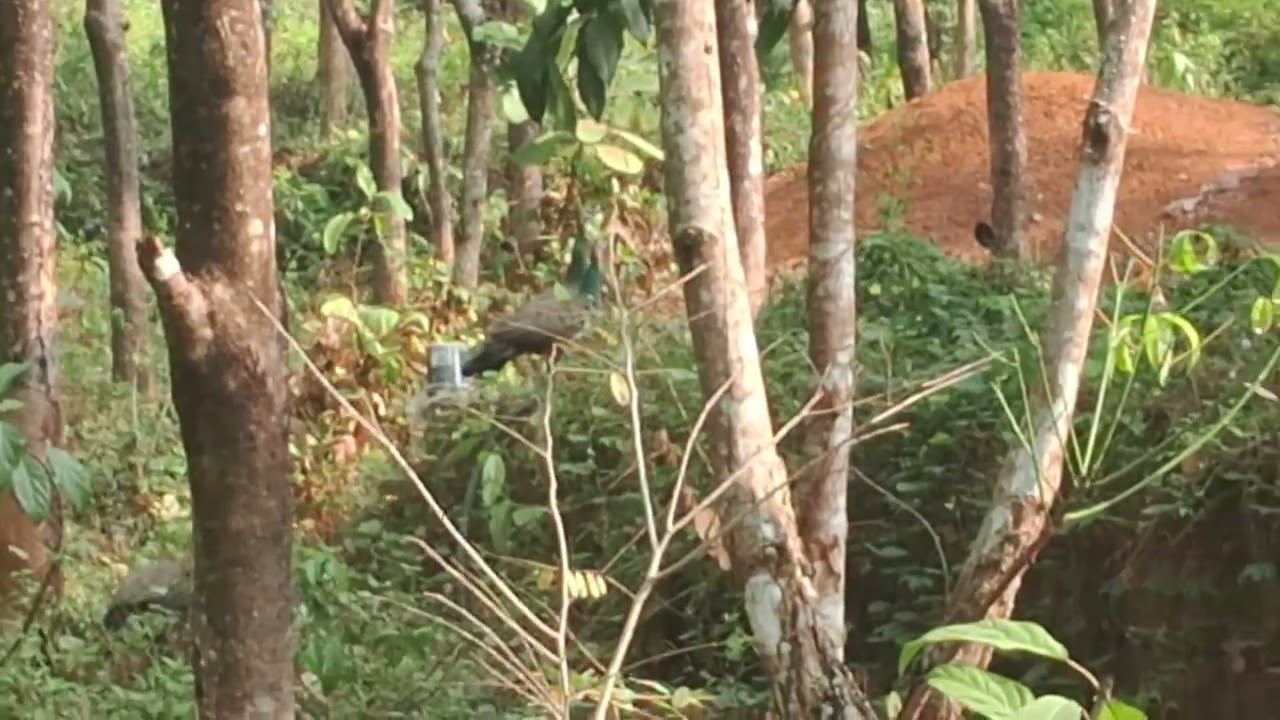 കൂട്ടത്തോടെ മയിൽ വന്നു.