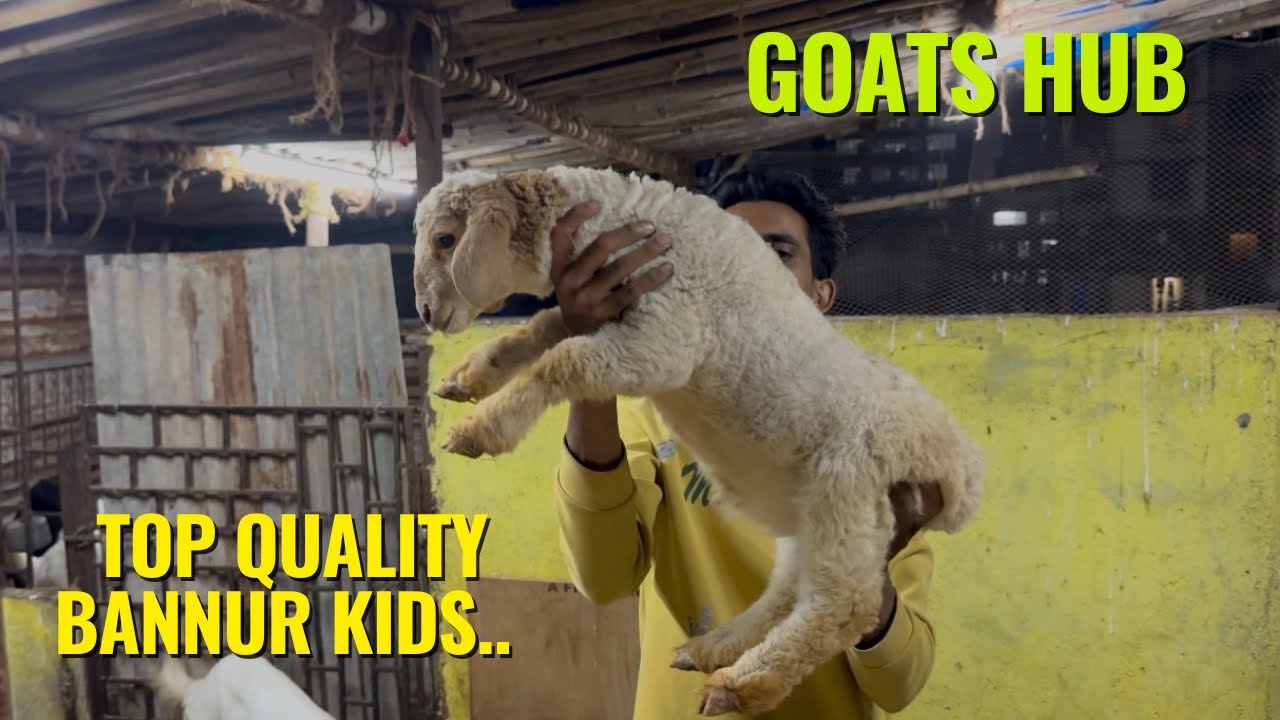 Bannur Sheep Kids Available at Goats Hub 