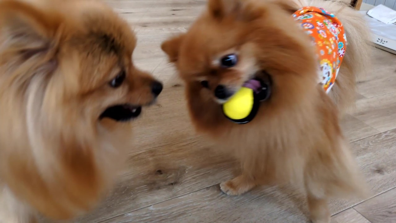 癒しの杜でボール遊び