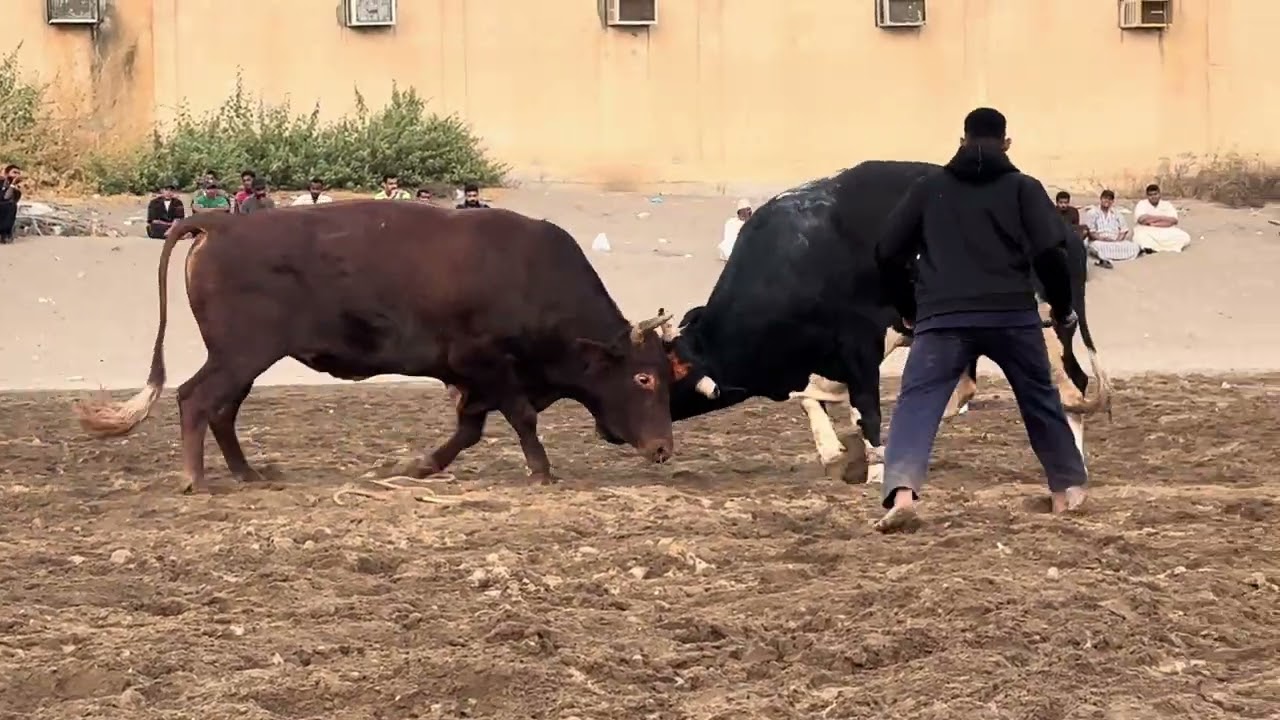نار العويني - زنجير الهنائي 
