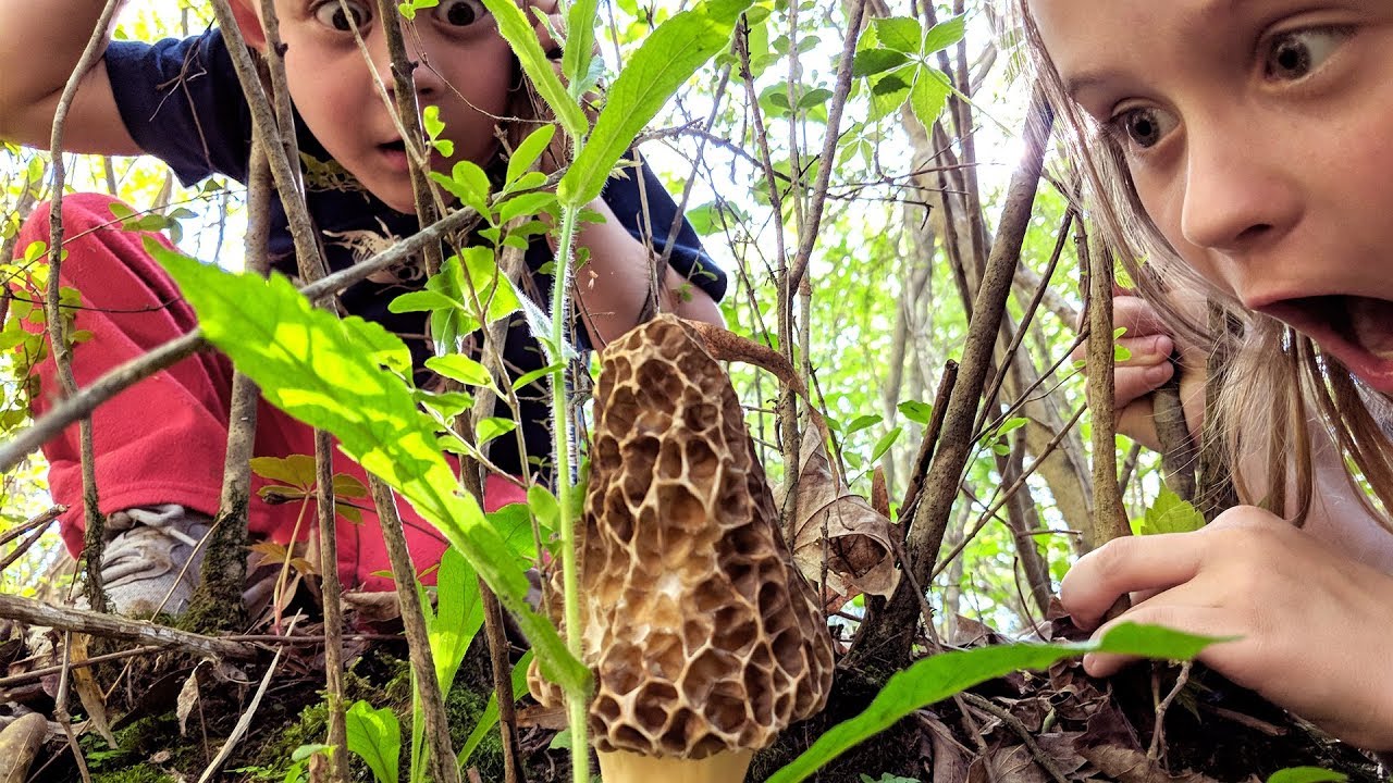 Family MORELS - 2018 Morel Hunting North Georgia