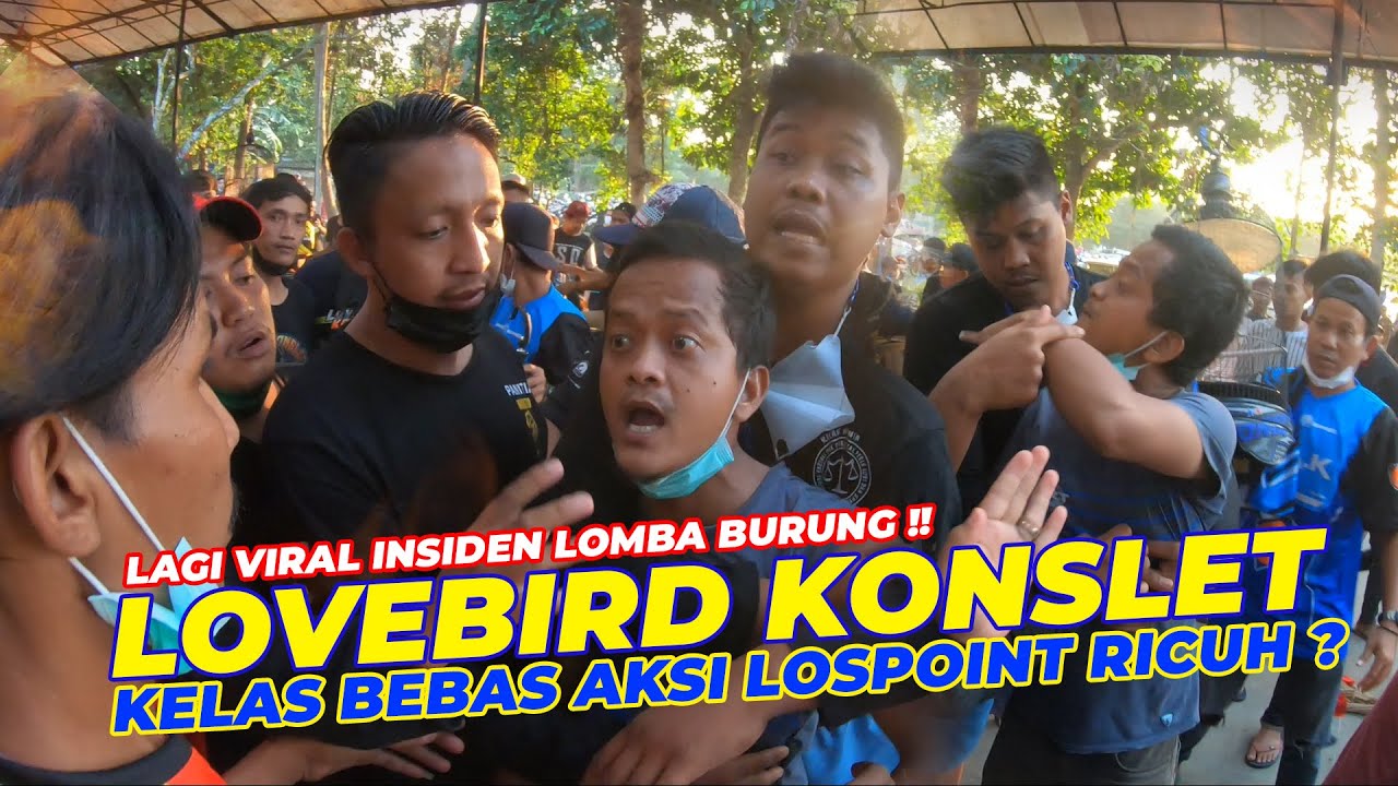 LAGI VIRAL !! 😱 RICUH LOVEBIRD KONSLET BEBAS AKSI LOSPOINT ??