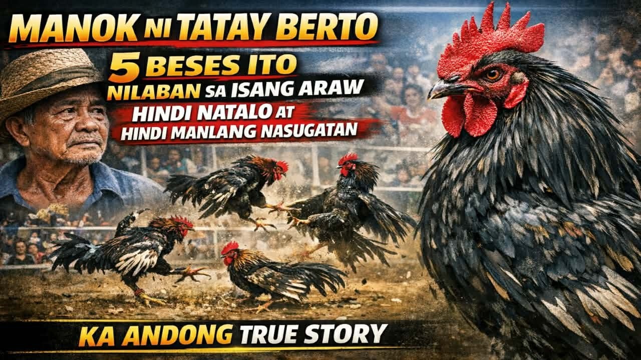 MANOK NA INILABAN NG 5 BESES SA ISANG ARAW HINDI ITO NATALO AT HINDI MANLANG NASUGATAN.