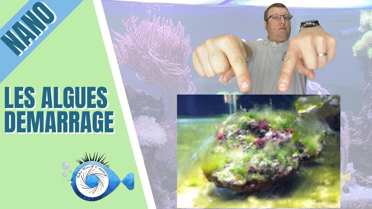 Les algues démarrage