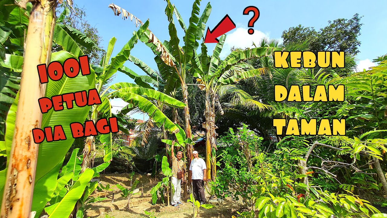 ✅️ RAHSIA TUAN HAJI TANAM LEBIH 100 POKOK DI KAWASAN RUMAH TAMAN