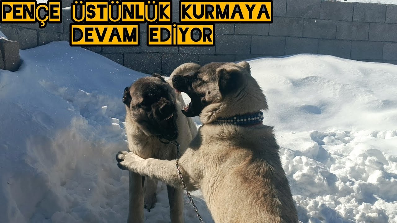 PENÇEYİ SALDIM !!! PENÇE ÜSTÜNLÜK KURMAYA DEVAM EDİYOR ~KATİLİN KUZUYA OLAN SEVGİSİ..#KATİL# PENÇE