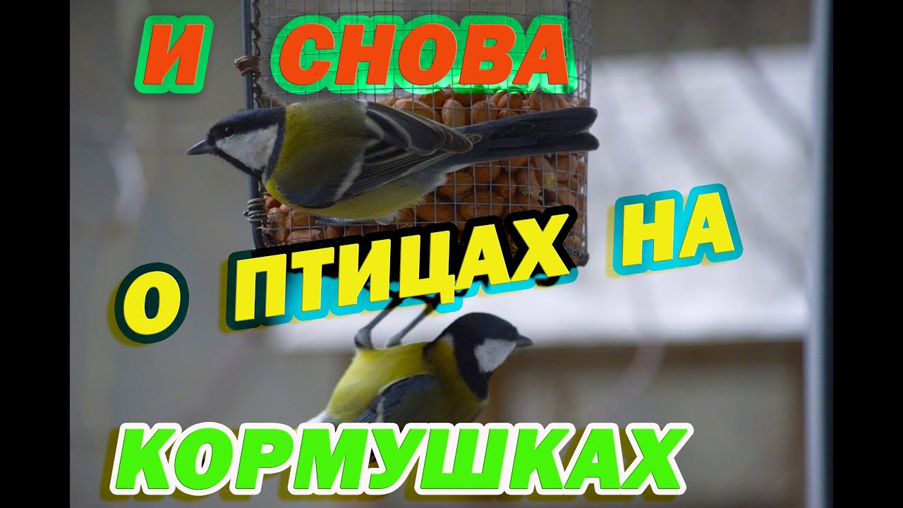 О птицах на кормушках. #птицы #кормушка #птицынакормушке #кормушкадляптиц #birdsfeeder
