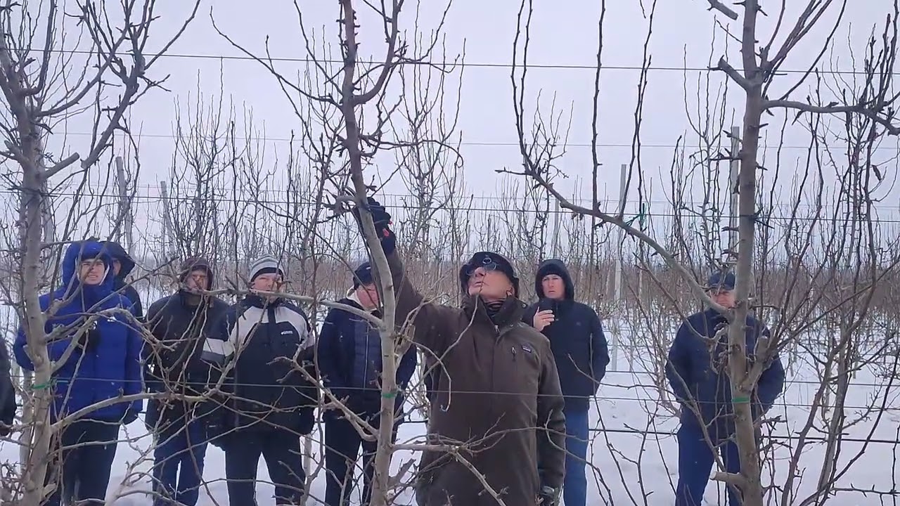 Обрізка груші Листопадова (Ноябрська) від консультанта Петера Ван Аркеля. Ч 1