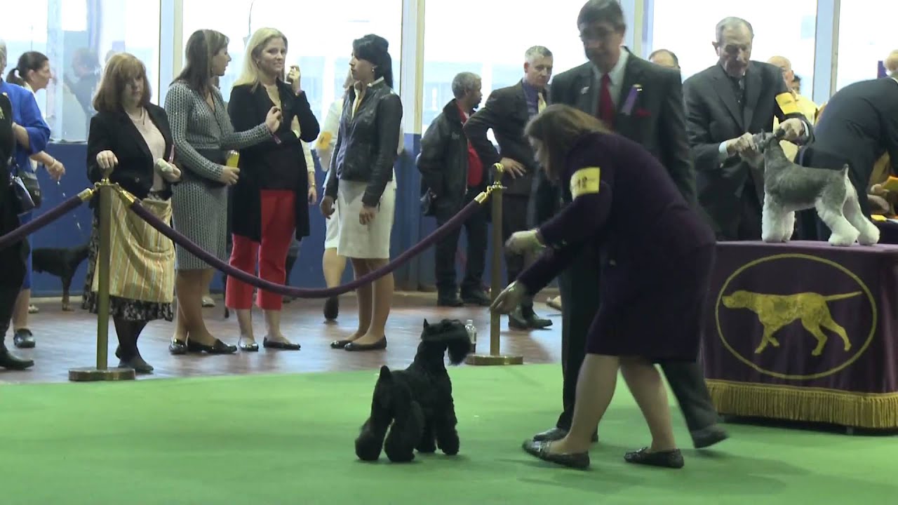 Miniature Schnauzer Westminster Kennel Club Dog Show 2016