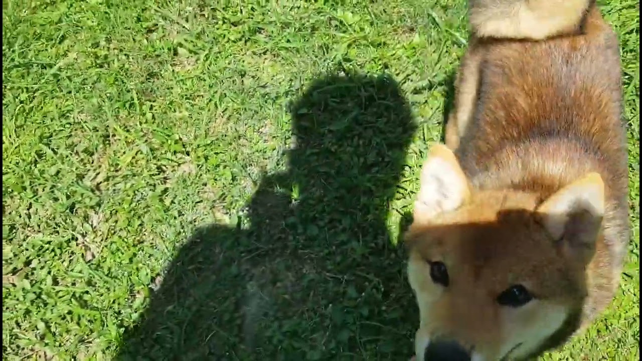【喚回訓練】