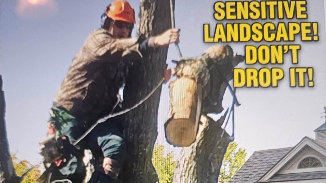 One Mistake = Total Disaster! (Large Tree Removal POV)