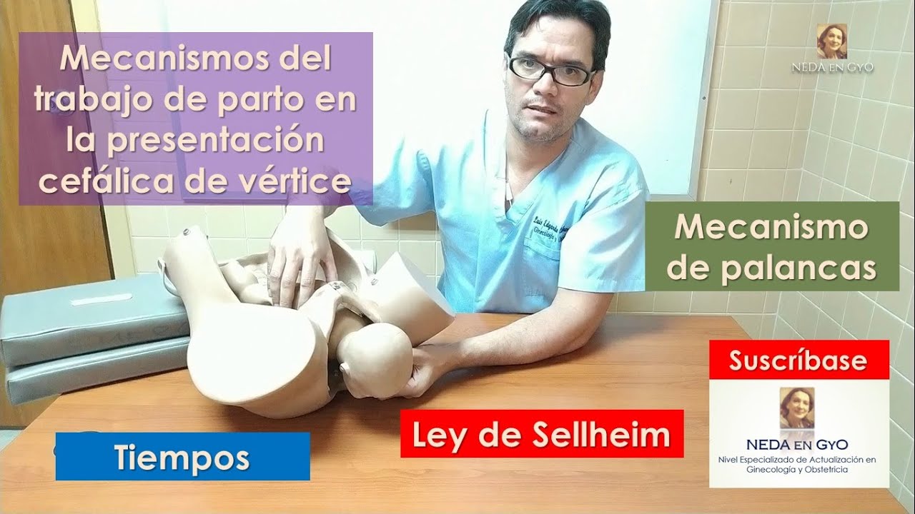 Mecanismos del trabajo de parto en  la presentación cefálica de vértice. Tiempos.