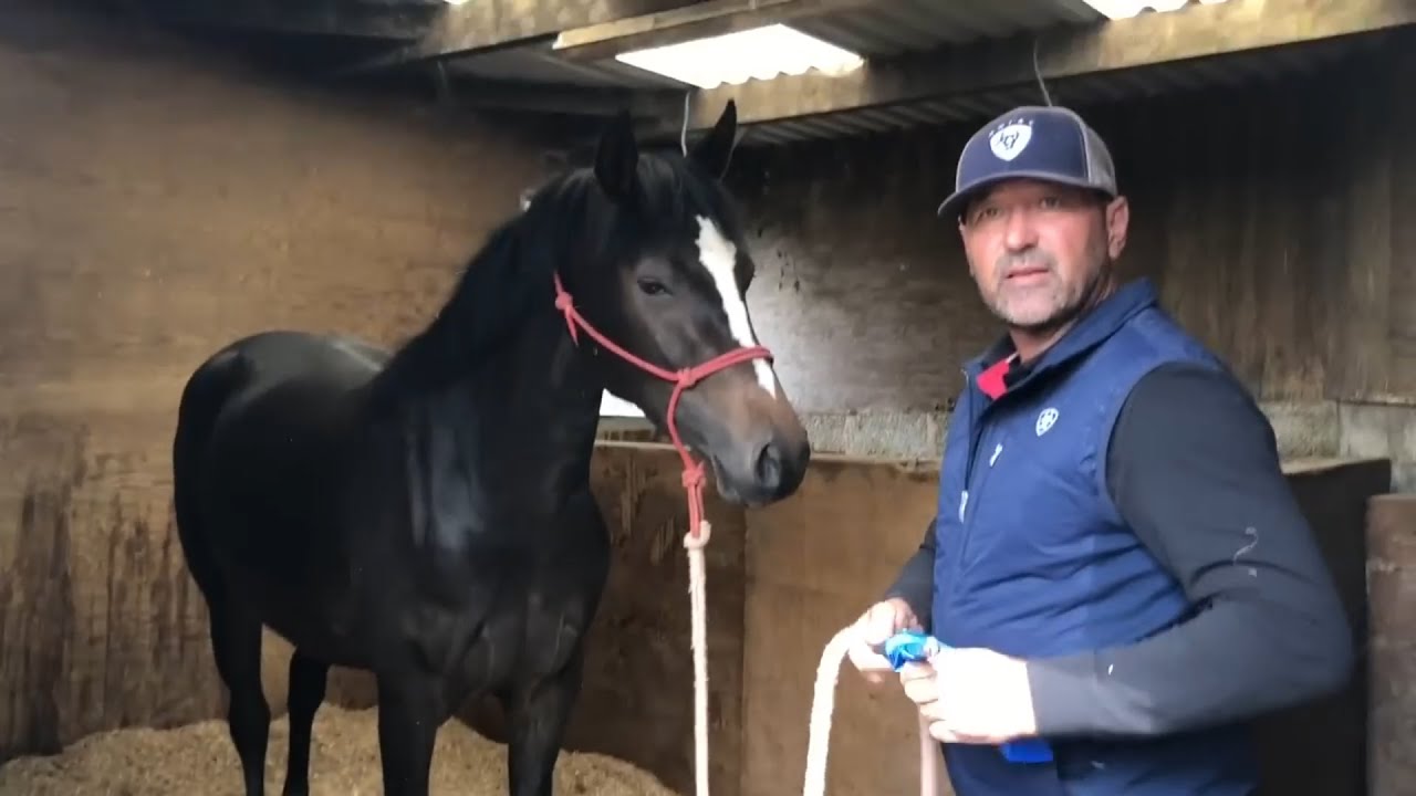Beautiful Horse has become dangerous! Amazing video!