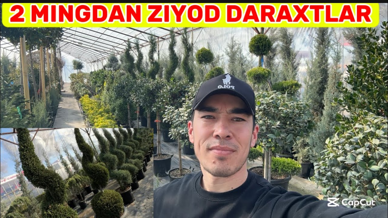 DARAXTLAR OPTOM NARXLARI/ TADBIRKORLIK QILSANGIZ HAM BO’LADI