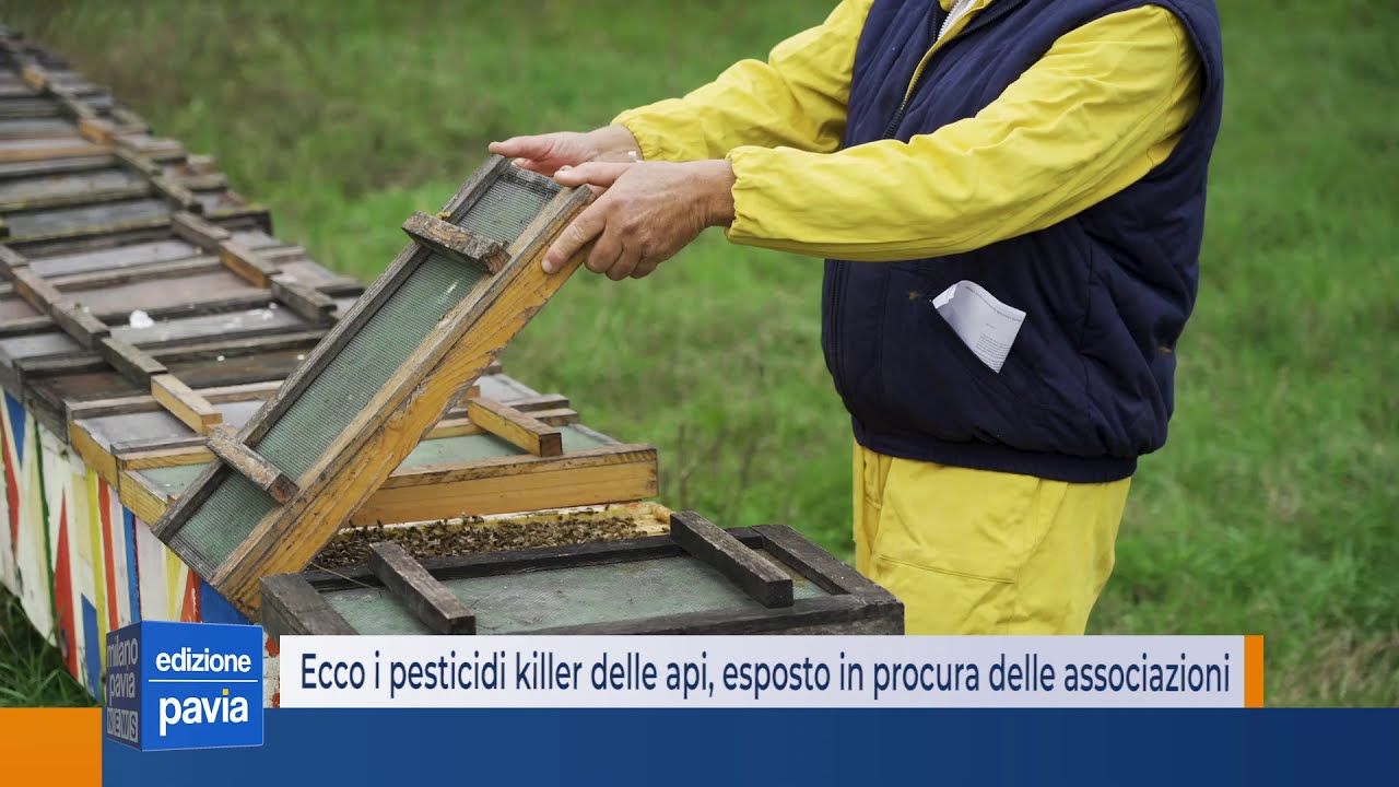 Ecco i pesticidi killer delle api: esposto in procura delle associazioni