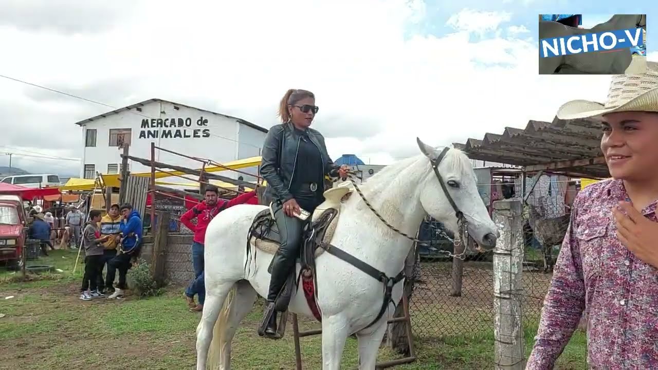 LOS TORDILLOS QUE YEGARON ESTE AÑO AL RANCHO LAS TABLAS.