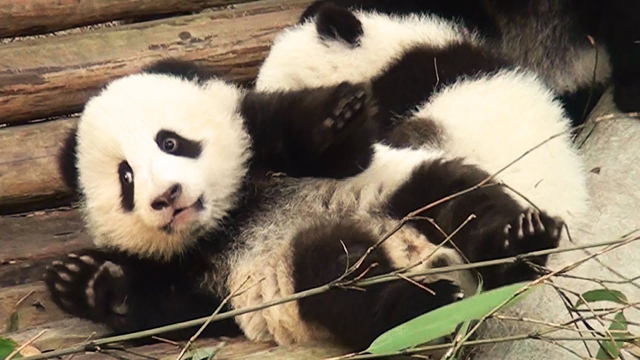 Panda babies vs Keeper  対決！パンダの赤ちゃんvs飼育員