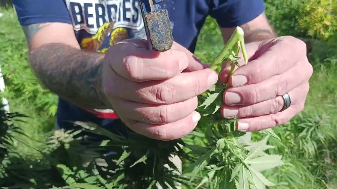 Growers tip of the day. Harvest techniques