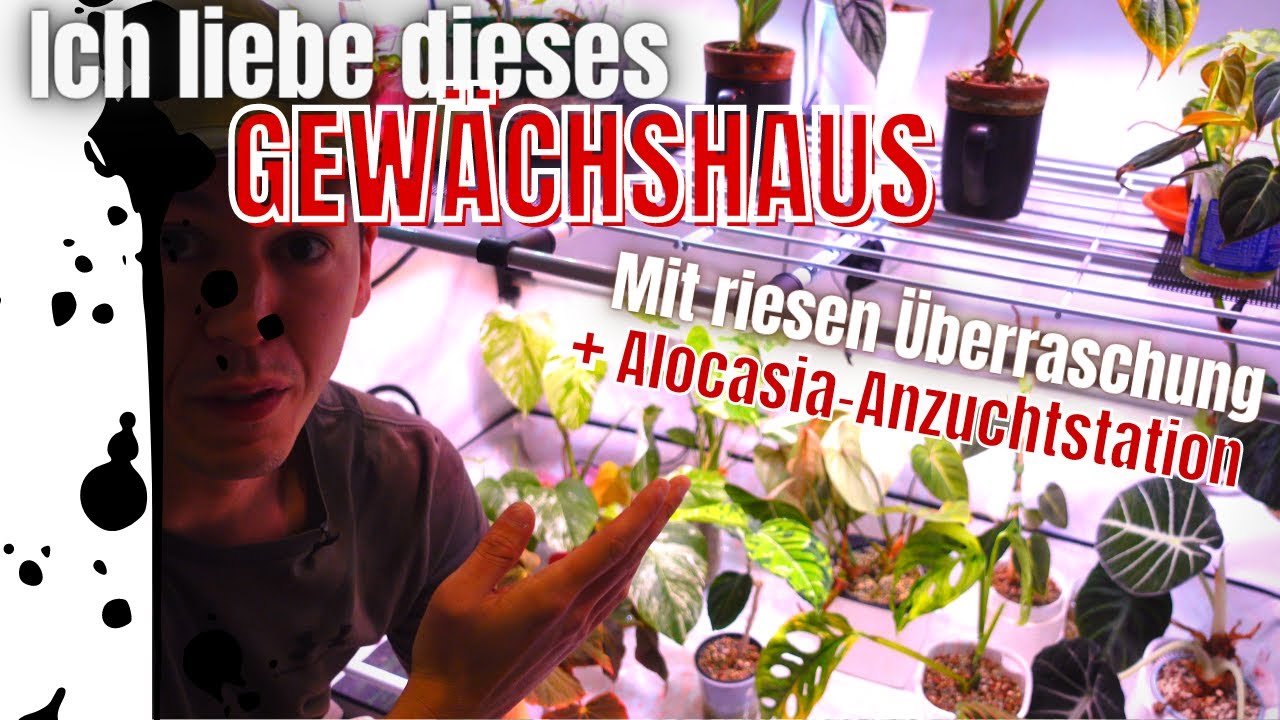 Pflanzenvitrine bzw. Gewächshaus Vorstellung! Wir geben Zimmerpflanzen ein neues Zuhause!
