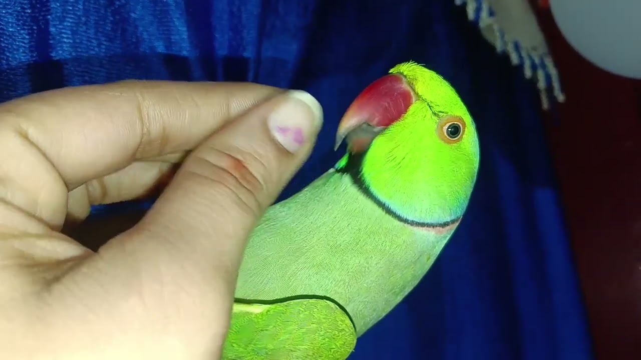 दरवाज़े से लटककर बैलून के साथ मस्ती करता मेरा शरारती तोता 🦜🎈#masti #bloons #parrotmasti 