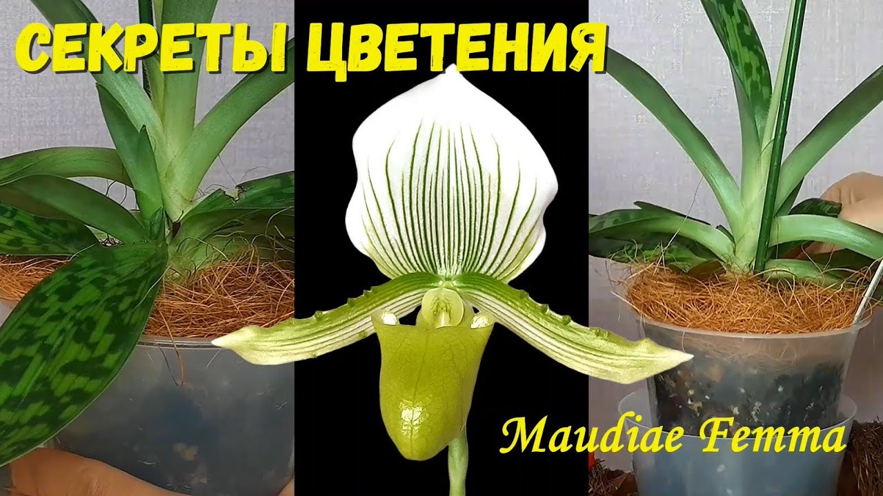 Орхидея Пафиопедилум Мауди Фемма. Уход и СЕКРЕТЫ цветения Paphiopedilum Мaudiae Femma