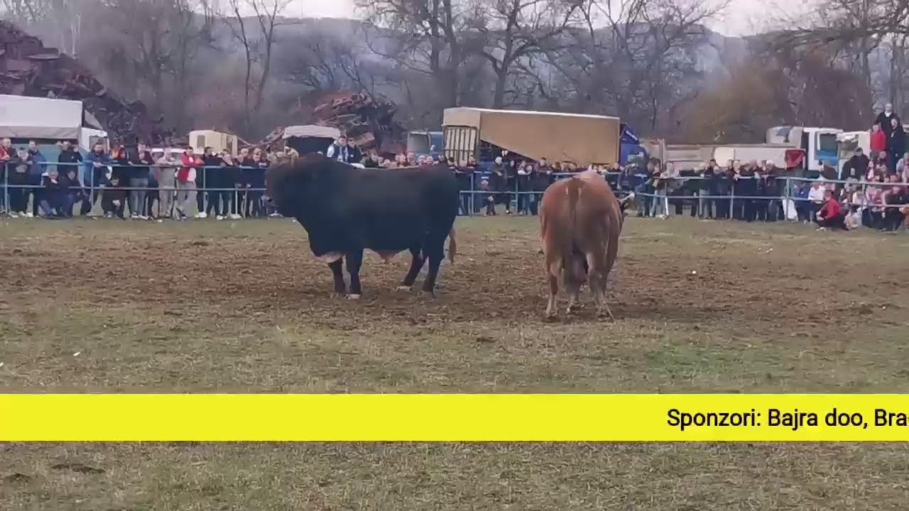 Uživo drugi krug Visoko Zimča