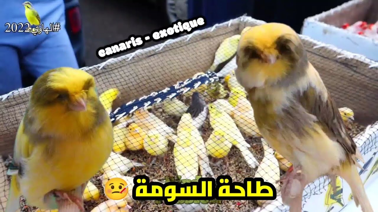 كناري و منقار مستقيم D15 السلعة الشابة كاين غير ف سوق الحراش