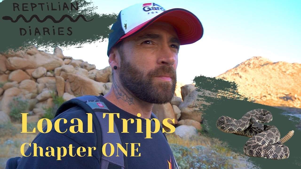 We're looking for the  Speckled Rattlesnake, and others! Crotalus, Petrosaurus...Herping California!