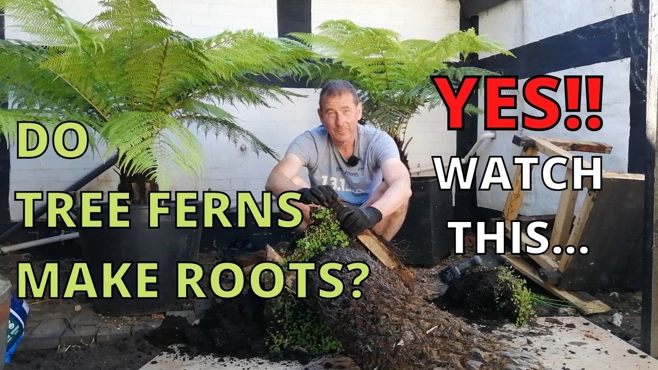 Do Tree Ferns grow roots? YES! Watch this...Dicksonia Antarctica