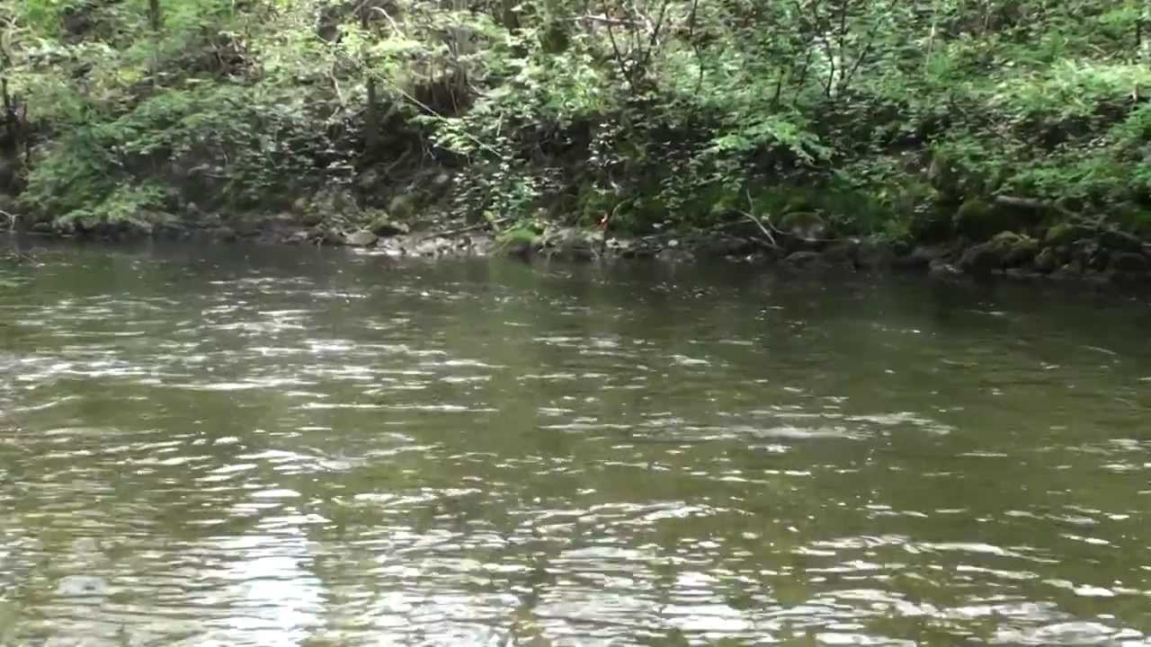 Flyfishing untere Argen Isny