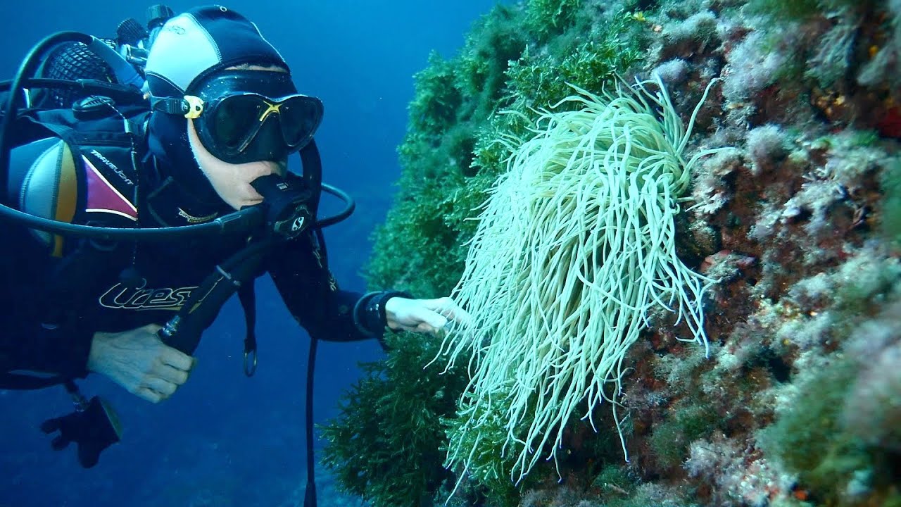 Los mejores sitios de buceo de Mallorca. Punta  des capellans