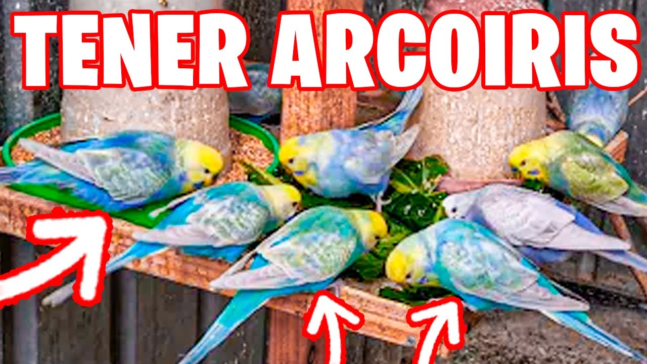 ¿COMO TENER PERIQUITOS ARCOIRIS?