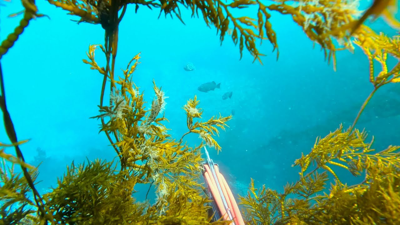 Spearfishing CRYSTAL CLEAR WATER in Big Sur, Monterey, California for Rockfish and WHITE SEA BASS???