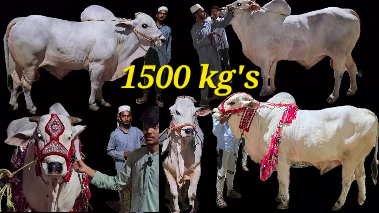 Biggest Ongole bull's available in Hyderabad | Top quality ongole bull's available in Misrigunj Hyd