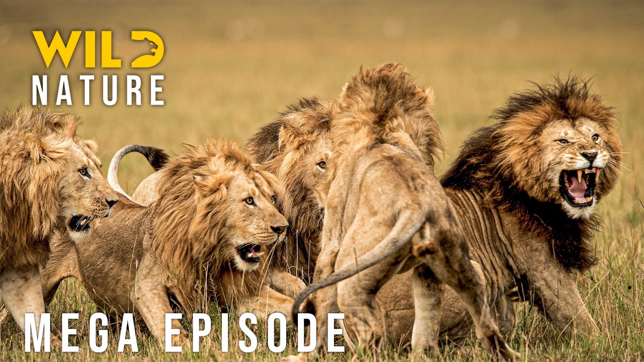 🔴Ultimate Predators: The Price of Survival (MEGA EPISODE) | Nature animal documentary