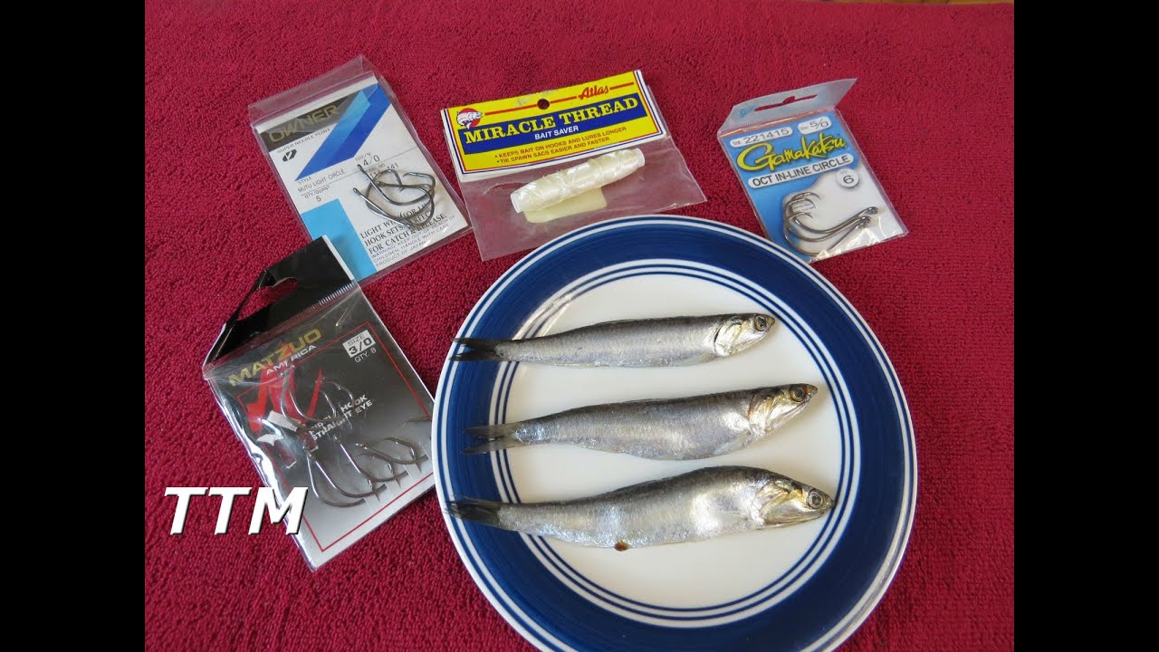 Striper Fishing with Frozen Anchovies for Bait~How to Keep Frozen  Anchovies on the Hook