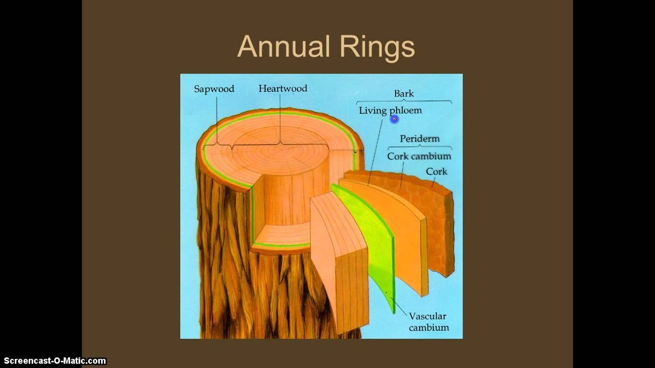 Roots, Stems, & Leaves