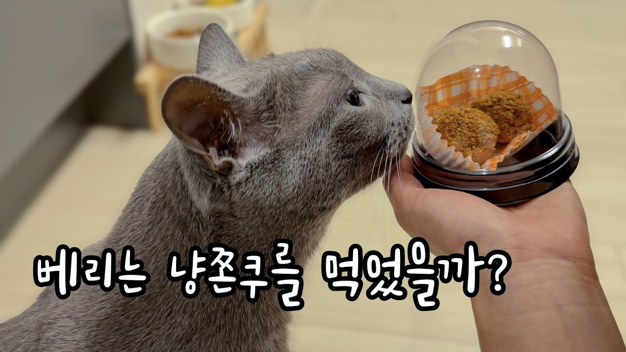 베리는 냥쫀쿠를 먹었을까?ㅣ고양이 두쫀쿠 만들기